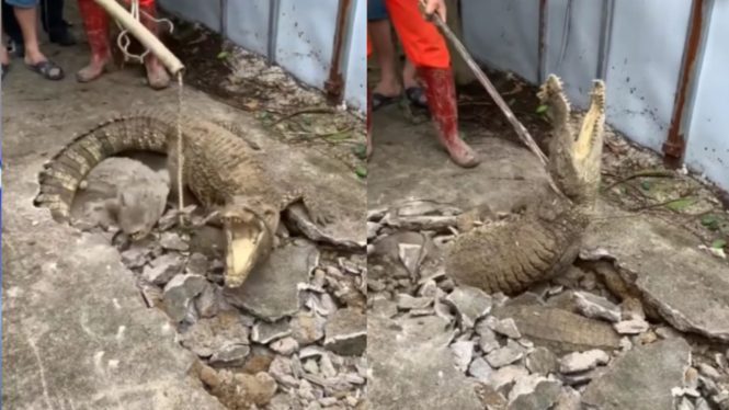 Penemuan buaya di dalam tanah