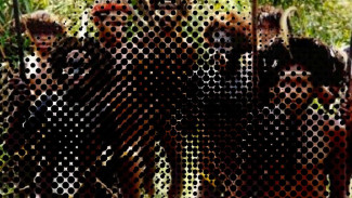 Tradisi Mengerikan Suku Fore, Makan Mayat Keluarganya Sendiri dan Timbulkan Penyakit Ini