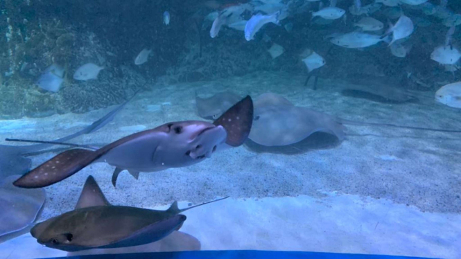 Jakarta Aquarium