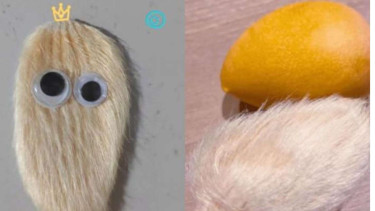 Tren memelihara biji mangga di China