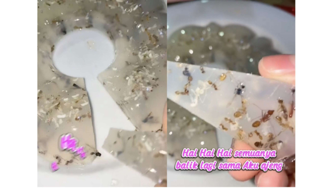 TikToker eksperimen buat agar-agar semut
