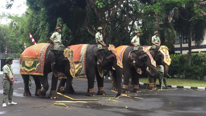 Gajah Sumatera.