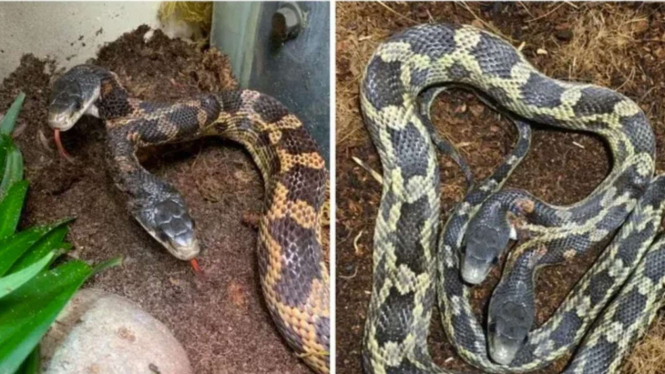 Viral Penampakan Ular Raksasa Berkepala Dua 