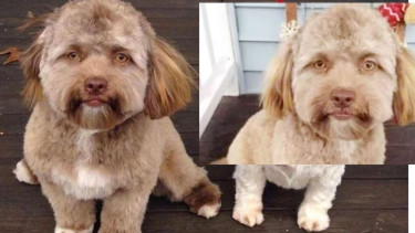Viral Seekor Anjing Memiliki Rupa Mirip Manusia
