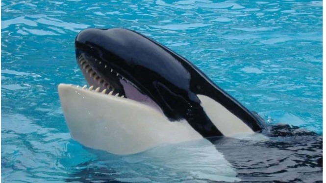 Lolita si Paus Orca