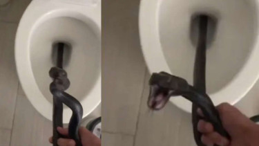 Wanita Ini Temukan Ular Raksasa di Toilet Duduk Rumahnya