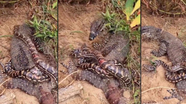 Viral Kadal Besar Terekam Sedang Bertarung dengan Ular Raksasa,