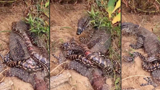 Viral Kadal Besar Terekam Sedang Bertarung dengan Ular Raksasa,