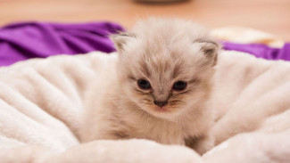 Why Do Cats Hide When They Know They are Going to Die