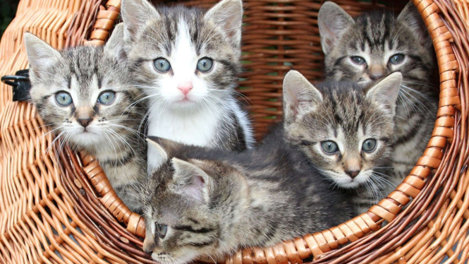 Anak kucing.