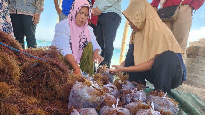 Petani rumput laut di Desa Ekas Buana, Lombok Timur, NTB.