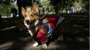 Potret parade Corgi peringati setahun kematian Ratu Elizabeth