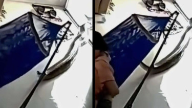 Terekam Ular Besar Nyaris Memangsa Seorang Ibu dan Anak