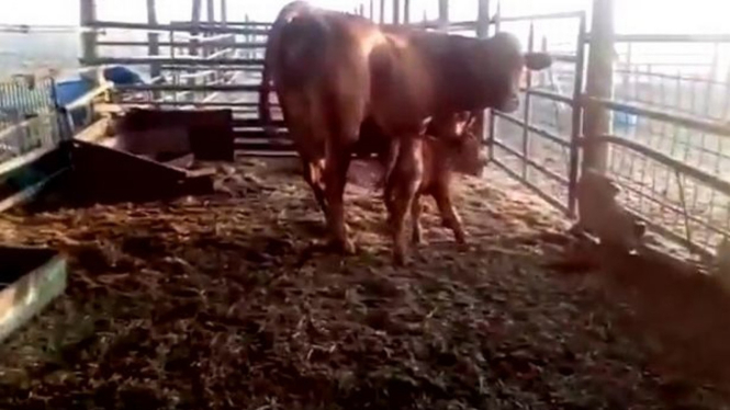 Sapi merah lahir di Israel.