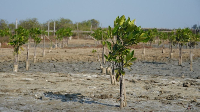 Penanaman bibit mangrove