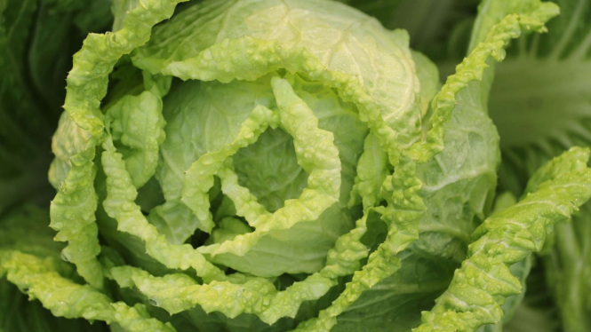 Sayur Kol