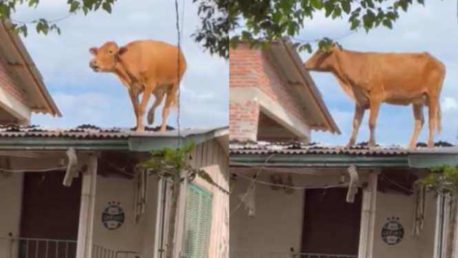 Seekor Sapi Tersangkut di Genteng Rumah Warga