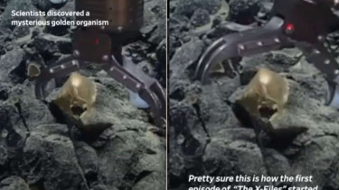 Penemuan Telur Emas di Dasar Laut 