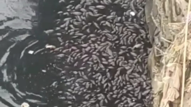 Kondisi sungai Cileungsi yang menghitam dan dipenuhi bangkai Ikan