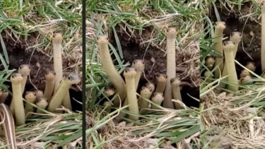 Viral Terekam Lusinan Anak Ular Berdiri di Depan Lubang