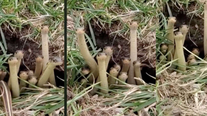 Viral Terekam Lusinan Anak Ular Berdiri di Depan Lubang