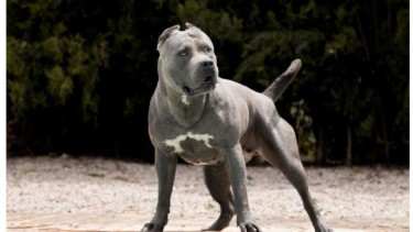Anjing ras American XL Bully