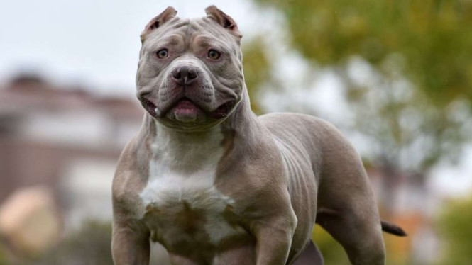 Anjing ras American XL Bully