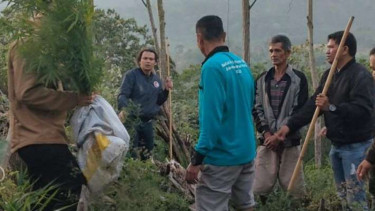 Temuan ladang ganja oleh tim gabungan Kodim 0409/Rejang Lebong dan Satres Narkoba Polres Rejang Lebong, provinsi Bengkulu, Jumat, 22 September 2023.