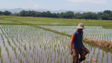Petani