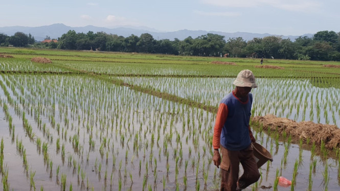 Petani