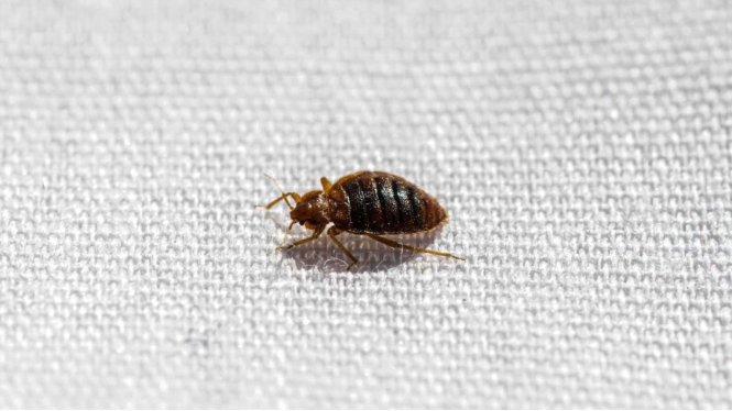 Kutu busuk atau bed bugs