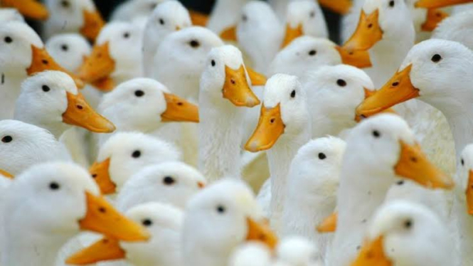 Bebek.