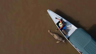 120 Dolphins Die in Amazon Over Extremely High Temperature