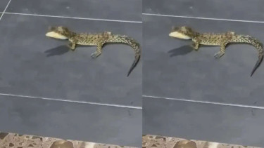 Bayi Buaya