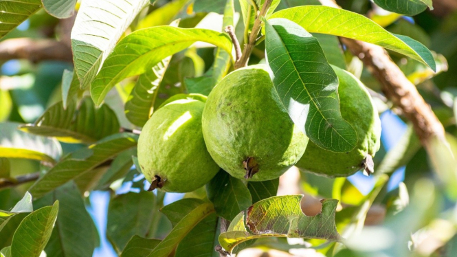 Daun jambu biji
