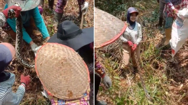Viral, Emak-Emak Girang Tangkap Ular Piton di Kebun Sawit