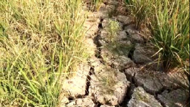 Ratusan hektare sawah di Lampung terancam gagal panen.