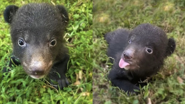 Bayi beruang hitam himalaya.