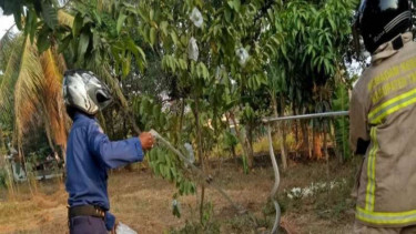 Petugas BPBD Kabupaten Tangerang mengevakuasi ular dari rumah warga.