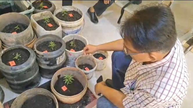 Anggota Ditresnarkoba Polda Kalbar menunjukkan barang bukti 24 batang pohon ganja.