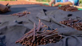 Pemerintah Pede 'Si Emas Hitam' RI Kuasai Pasar Dunia