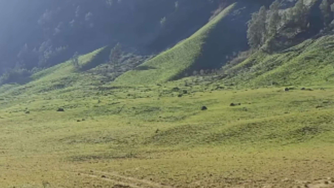 Savana Bromo kembali menghijau pasca kebakaran