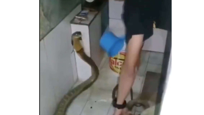 Viral seorang pria mandikan ular king cobra
