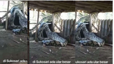 Ular Raksasa.