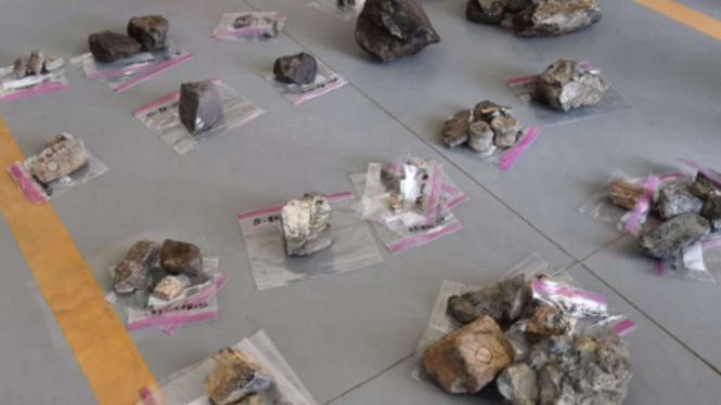 Fosil dinosaurus yang dicuri 4 orang Amerika dan dijual ke China