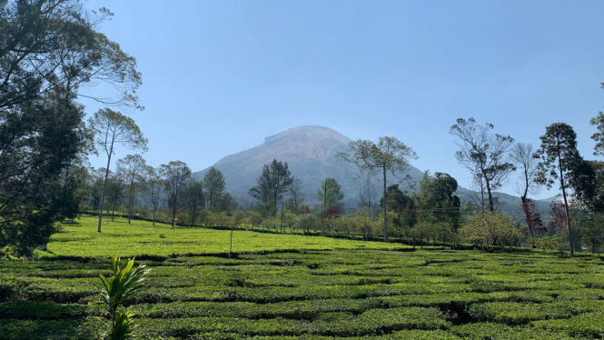 Kebun Teh Tambi