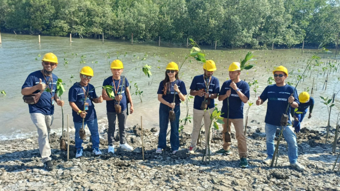 PNM melakukan penanaman pohon mangrove 