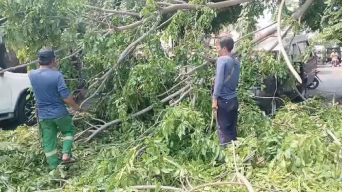 Angin Kencang di Depok, Pohon Tumbang Timpa Angkot