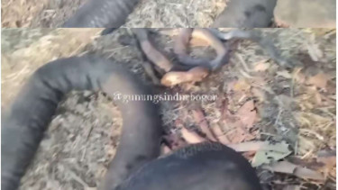 Ular Gede Hangus Terbakar di Gunung Sindur Bogor