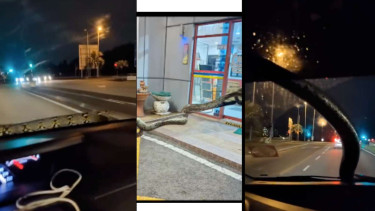 Ular Piton Besar Nongol di Kaca Mobil